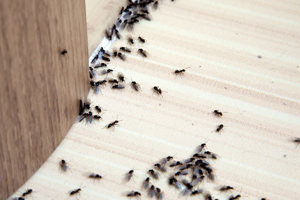 Ant Control