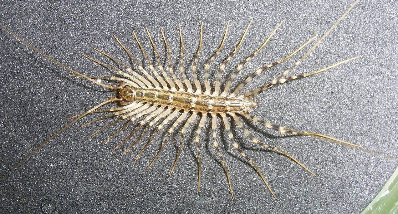 Common Bugs