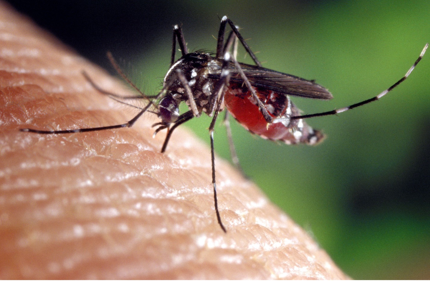 Mosquito Control