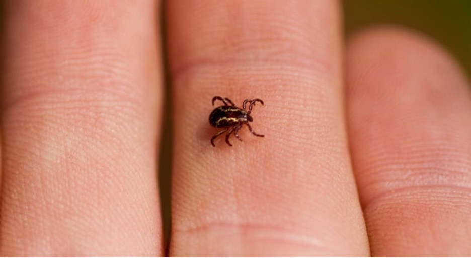 Tick Control