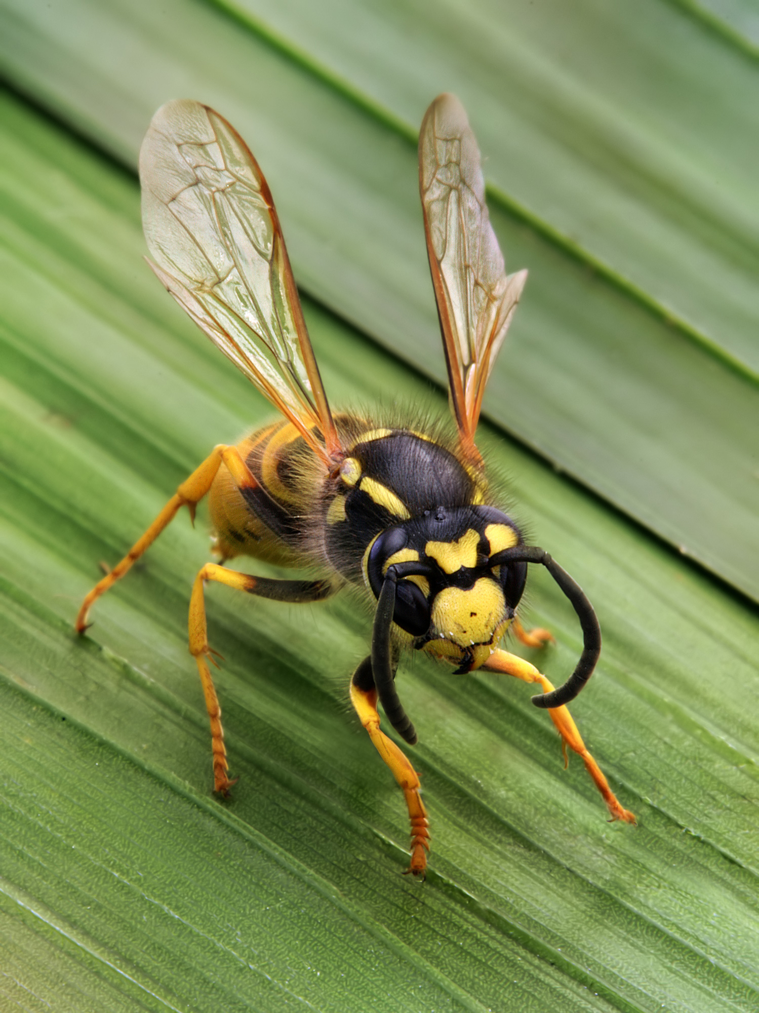 Seasonal Pest Control