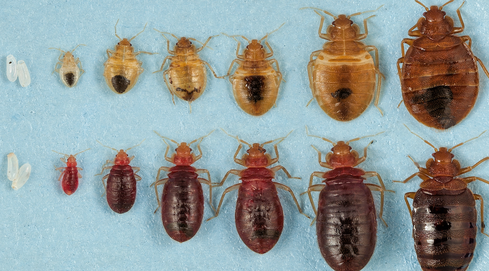 Bed Bug Control