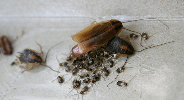 Cockroach Control