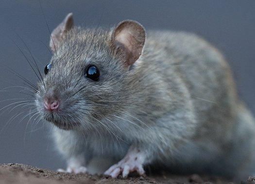 Rodent Control